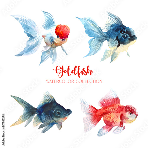 4 goldfish watercolor collection. 