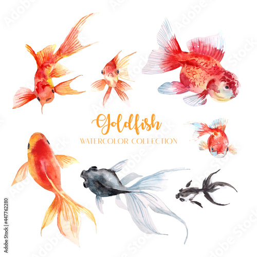 7 goldfish watercolor collection. 