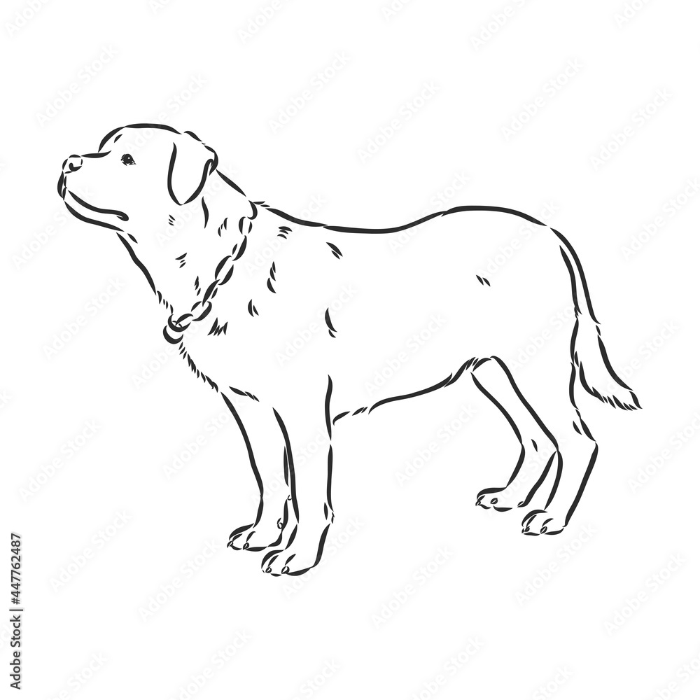 Fototapeta premium Rottweiler vector hand drawing monochrome illustration isolated on white background