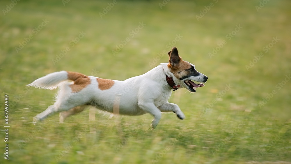 Playful jack russell terrier pet dog running in the grass   