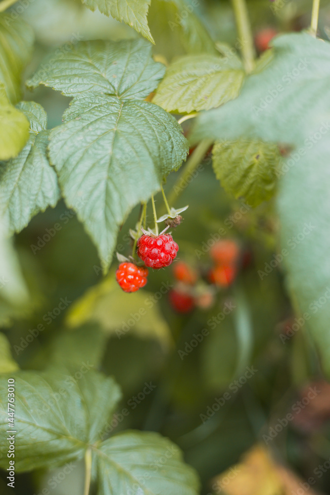 Ripe raspberry in the fruit garden. Red raspberries grow in a green bush. Agriculture concept, gardening Ripe raspberry in the fruit garden. Red raspberries grow in a green bush. Agriculture concept, gardening
