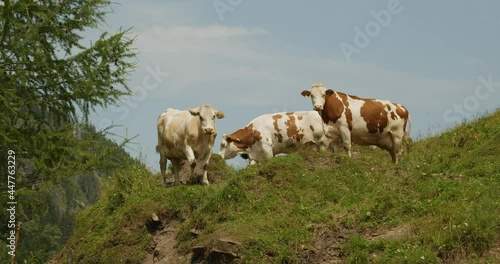 cows in the alps