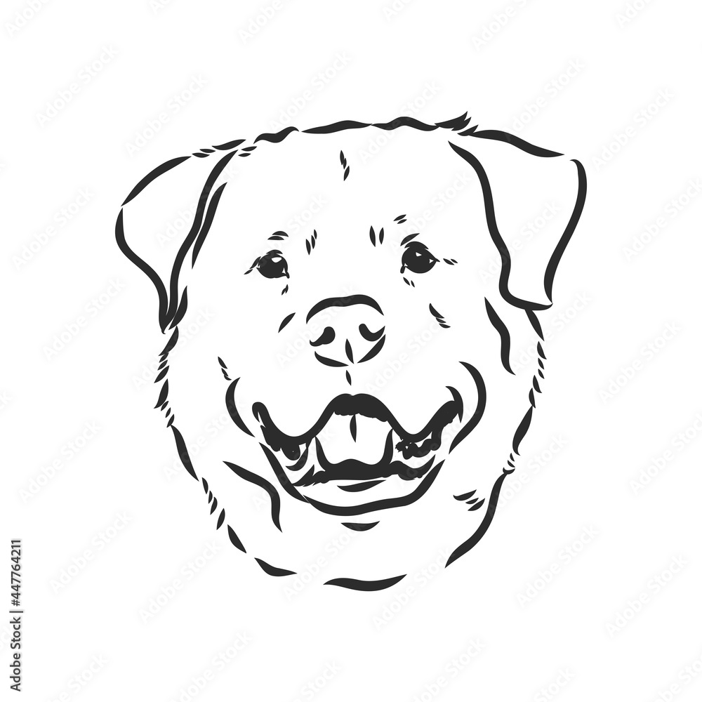 Rottweiler vector hand drawing monochrome illustration isolated on white background Rottweiler vector hand drawing monochrome illustration isolated on white background