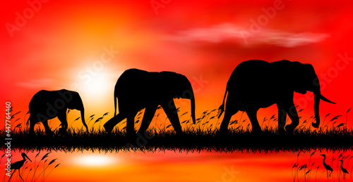Elephants at sunset by the lake. Silhouettes of elephants on the background of the sunset. Elephants on the background of sunset by the lake