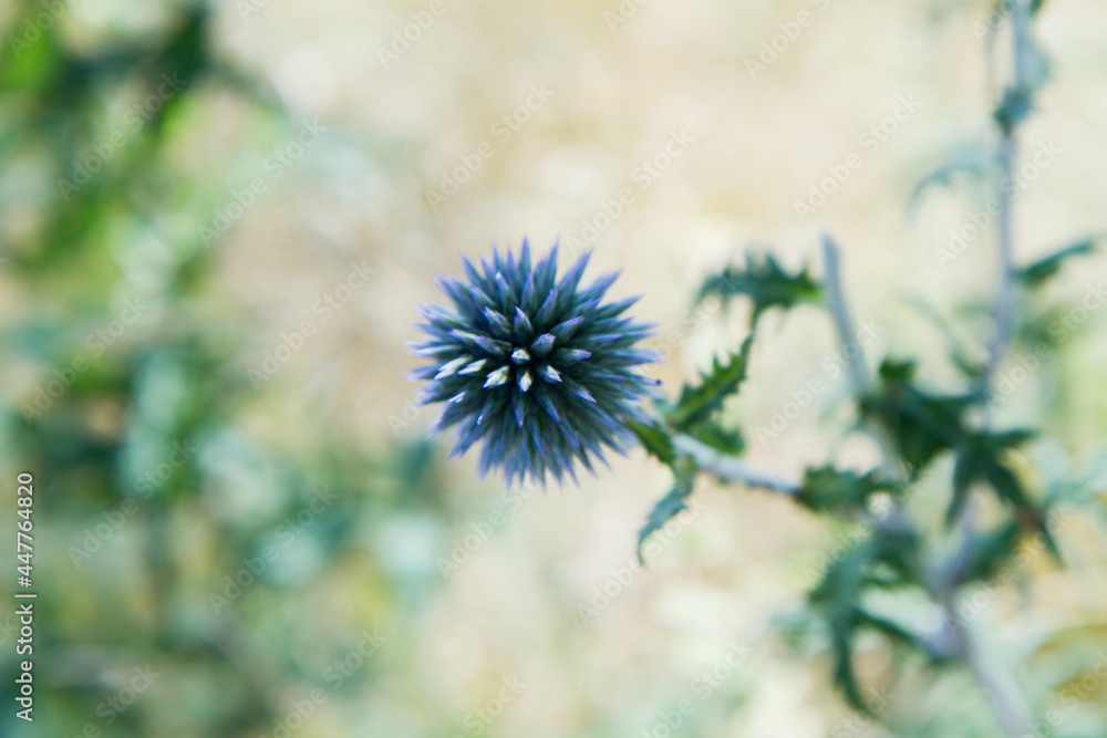 The Globe thistles (Echinops) plant blooming The Globe thistles (Echinops) plant blooming