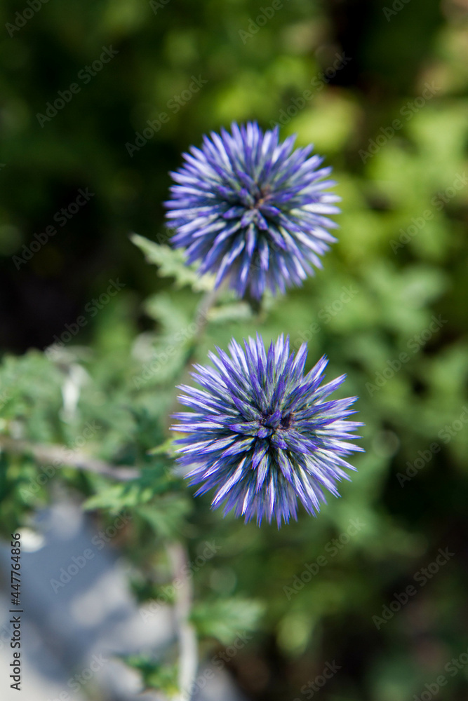 The Globe thistles (Echinops) plant blooming The Globe thistles (Echinops) plant blooming