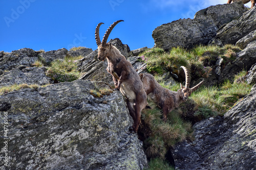 Steinbock, Steinböcke, Alpensteinbock, Ziege, Ziegenart, Alpen, Nationalpark, Hohe Tauern, Großglockner, Hochgebirge, Steingeiß, Capra ibex, Herde, Herdentier, Steinwild, Gehörn, imposant, gebogen, Sp photo