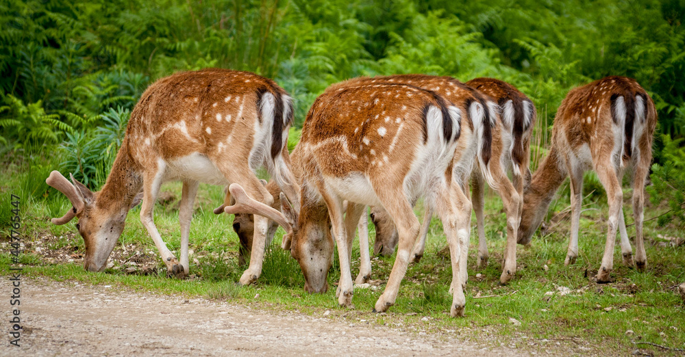 Group of five young deers looking down Group of five young deers looking down