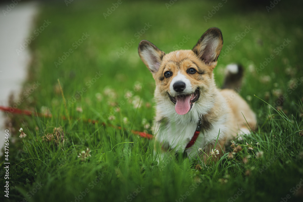 happy corgi puppy happy corgi puppy
