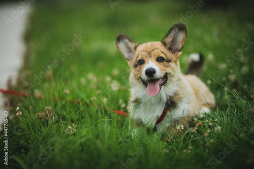 happy corgi puppy 