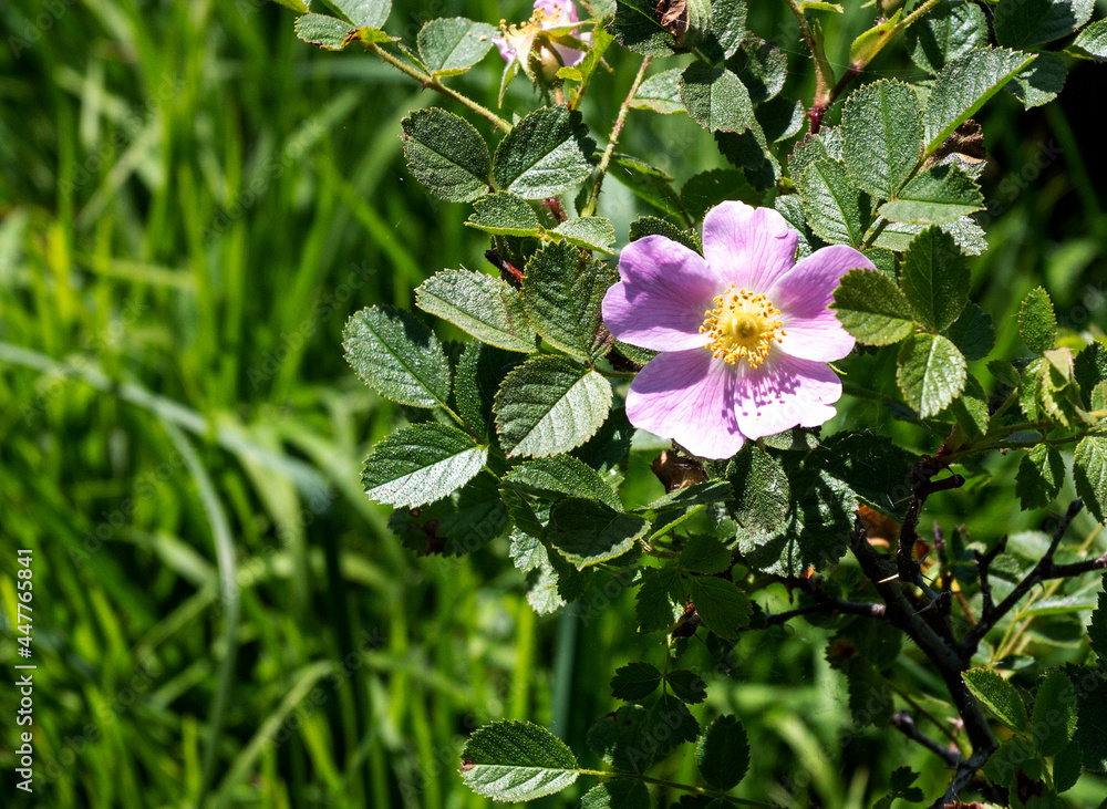 Naklejka premium Summer,a short period of flowering plants in subalpine meadows, a rich world of diversity and colors of all kinds of flowers.