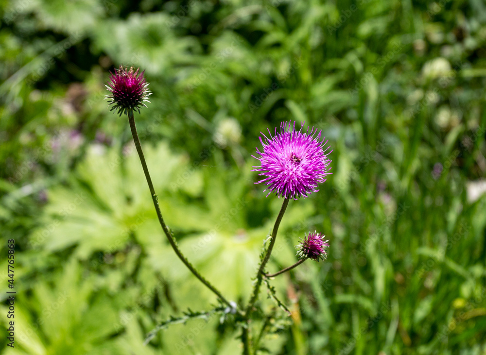 Summer,a short period of flowering plants in subalpine meadows, a rich world of diversity and colors of all kinds of flowers. Summer,a short period of flowering plants in subalpine meadows, a rich world of diversity and colors of all kinds of flowers.