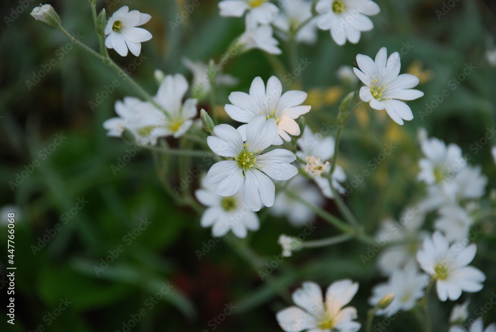 Almond flower or granular saxifrage. Many small white flowers with five petals and a yellow-green heart on a green background of herbs. Almond flower or granular saxifrage. Many small white flowers with five petals and a yellow-green heart on a green background of herbs.