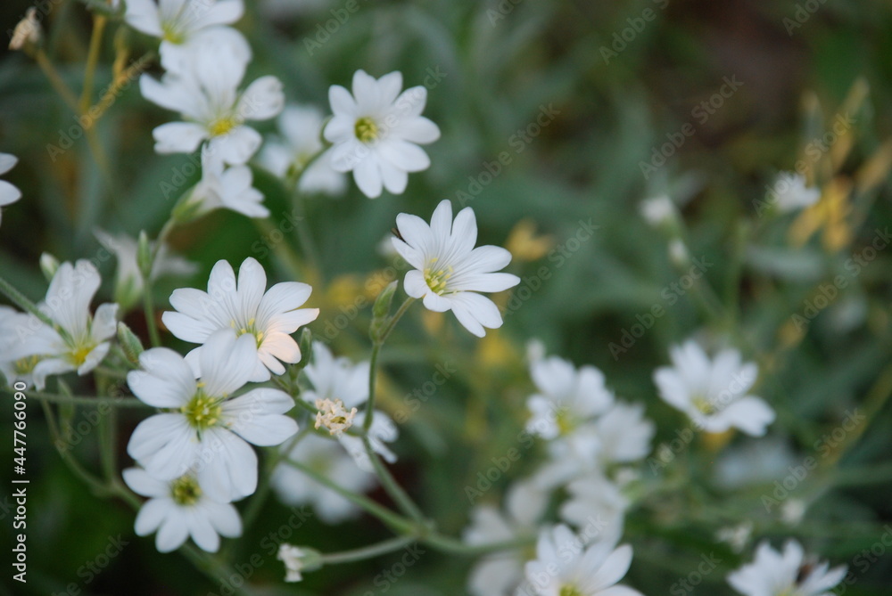 Almond flower or granular saxifrage. Many small white flowers with five petals and a yellow-green heart on a green background of herbs. Almond flower or granular saxifrage. Many small white flowers with five petals and a yellow-green heart on a green background of herbs.