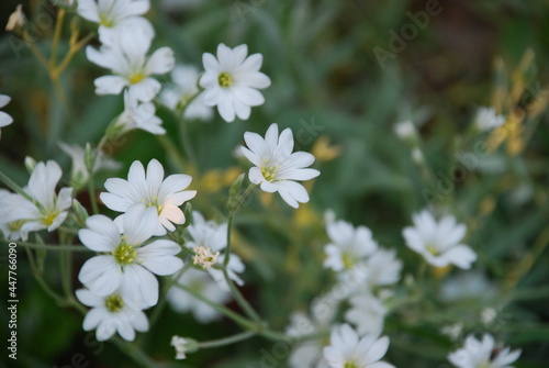 Almond flower or granular saxifrage. Many small white flowers with five petals and a yellow-green heart on a green background of herbs.