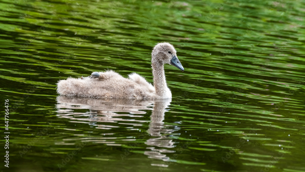 Young Cygnet Floating on Water Young Cygnet Floating on Water