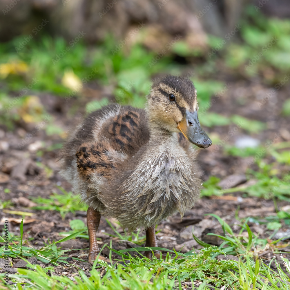 Cute Little Duckling Walking on the Ground Cute Little Duckling Walking on the Ground