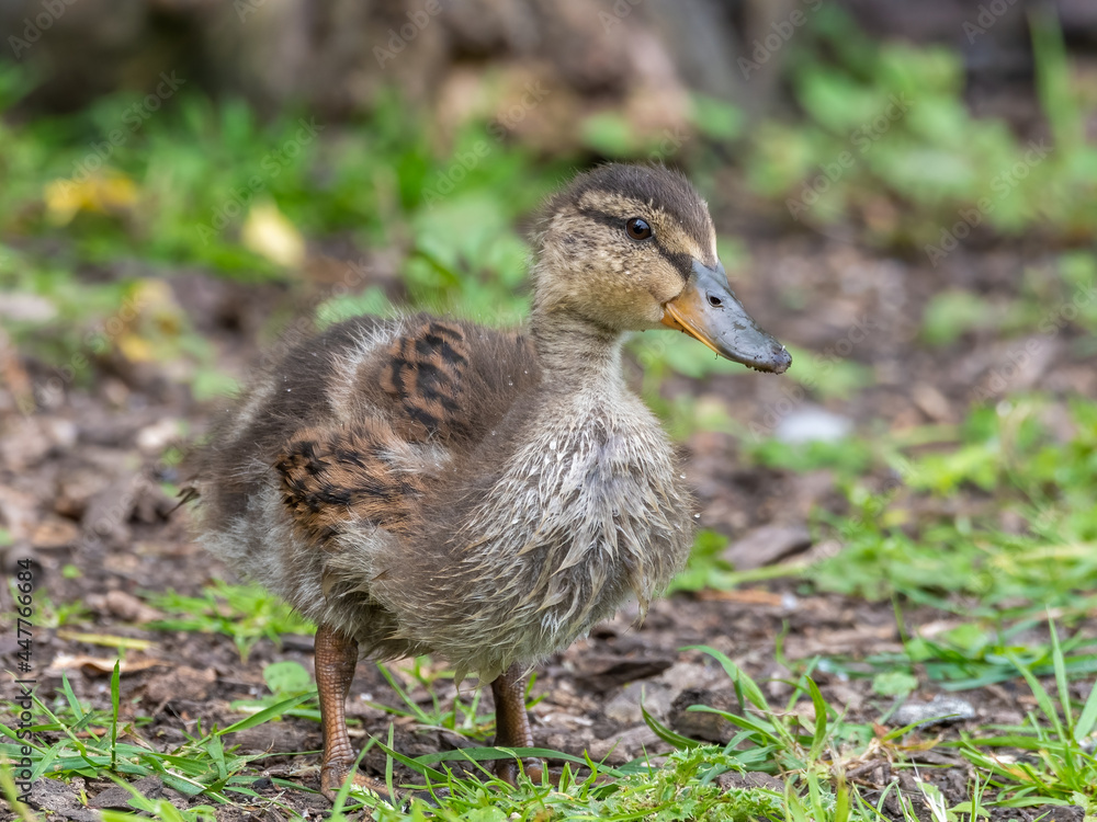 Cute Little Duckling Walking on the Ground Cute Little Duckling Walking on the Ground