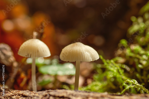 Mycena cinerella small mushrooms