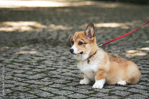 sweet and happy corgi puppy