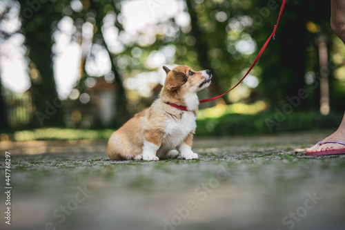 sweet and happy corgi puppy