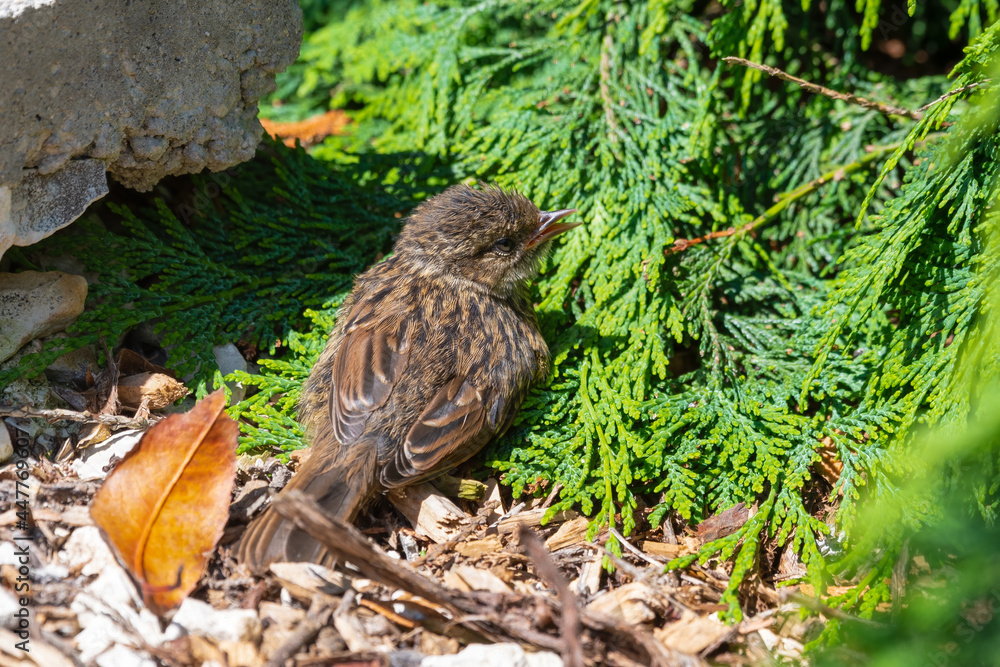 Fototapeta premium Very Young Dunnock Resting in the Sun