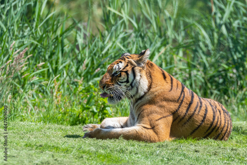 Fototapeta premium Bengal Tiger Laying on Grass