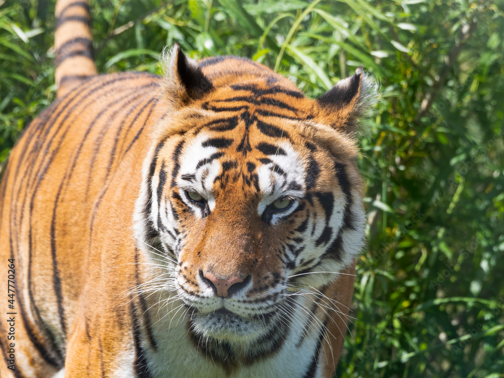 Bengal Tiger Walking in Tall Grass