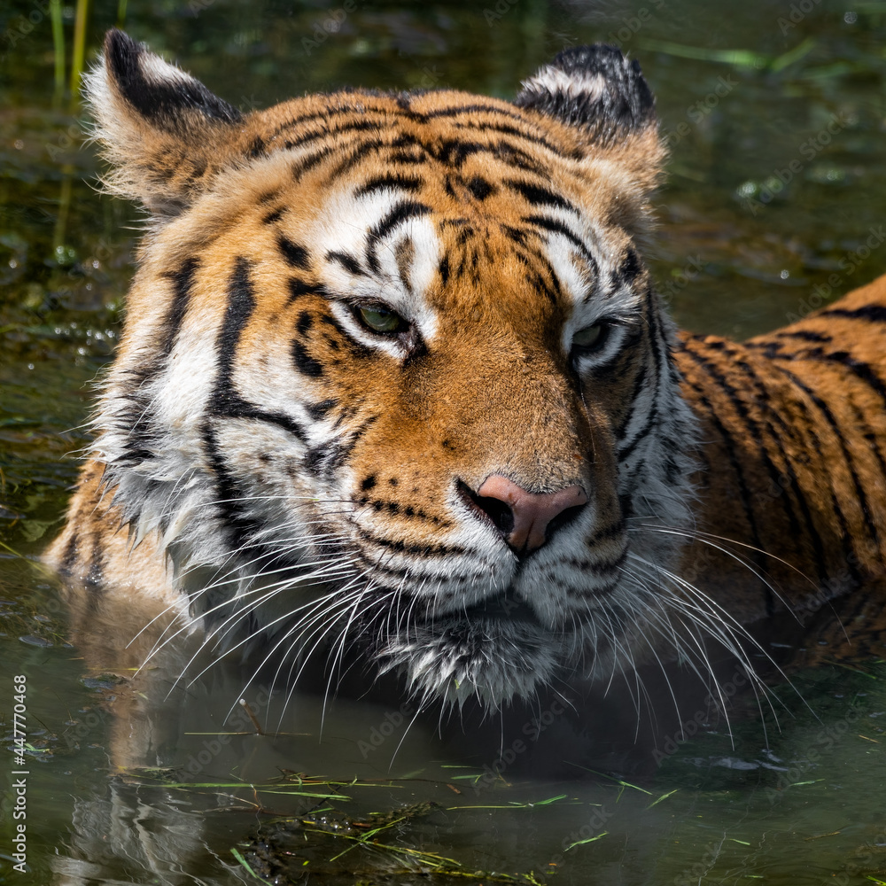 Naklejka premium Bengal Tiger Swimming in Water