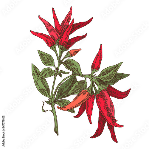 Branch of red pepper branch. Color. Engraving style. Vector illustration.