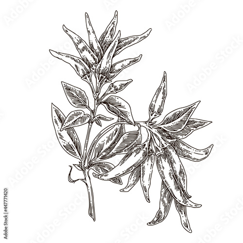 Branch of red pepper branch. Sketch. Engraving style. Vector illustration.