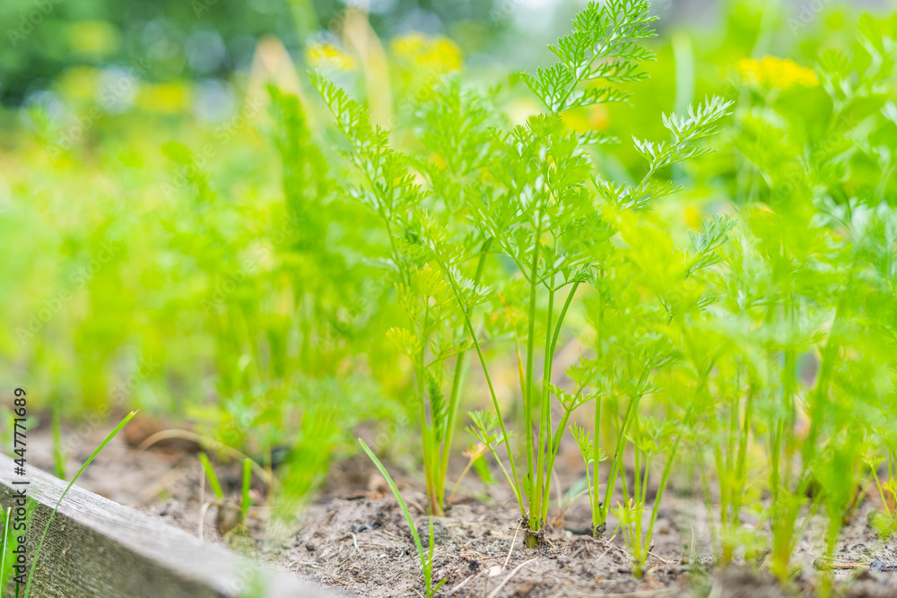 Growing carrot leaves close up in the vegetable garden Growing carrot leaves close up in the vegetable garden