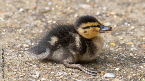 Cute Little Duckling Resting on the Ground
