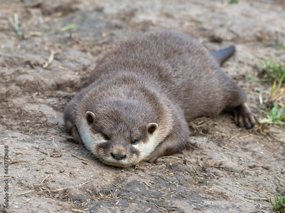 Asian Small-Clawed Otter Playing in Grass Asian Small-Clawed Otter Playing in Grass