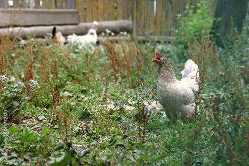 A chicken walks on the street in the green grass