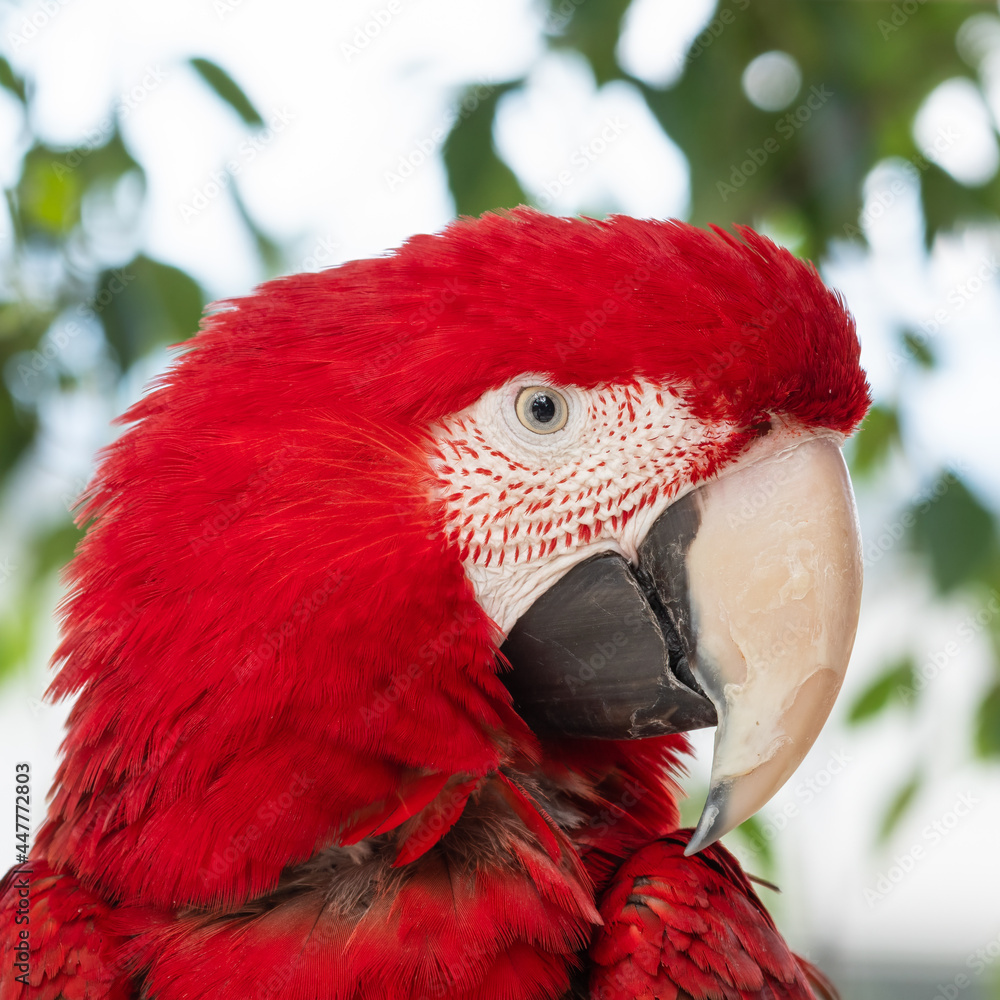 Fototapeta premium Green-Winged Macaw Perched in a Tree