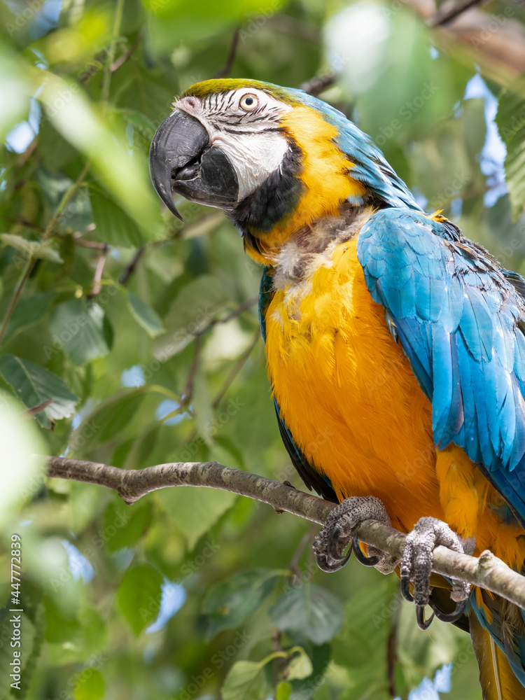 Blue and Yellow Macaw in a Tree Blue and Yellow Macaw in a Tree