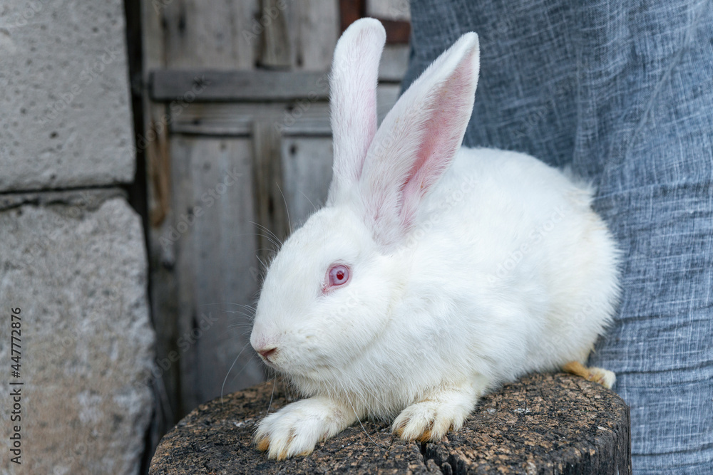Purebred albino rabbit. Big white rabbit with red eye. Purebred albino rabbit. Big white rabbit with red eye.
