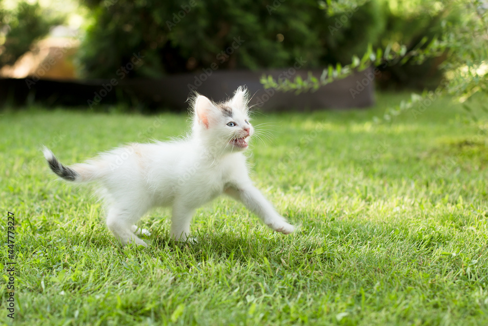 cute kitten on the grass, in summer