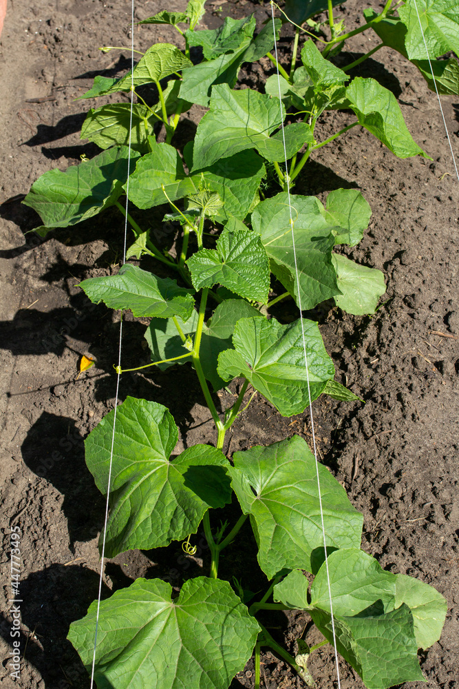 young shoots of cucumber plants growing in the garden young shoots of cucumber plants growing in the garden