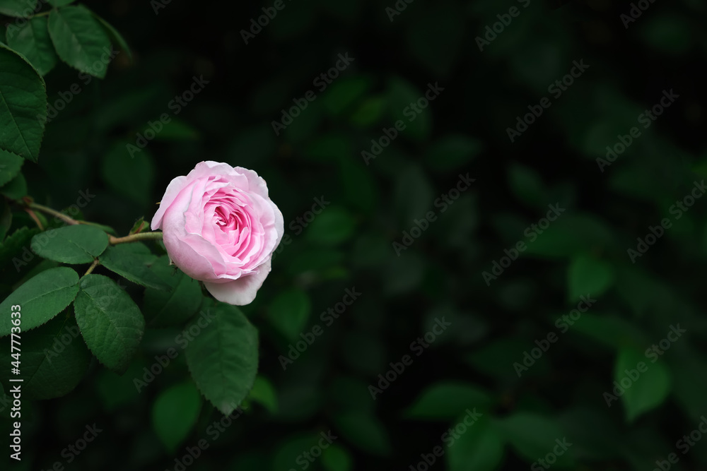 Green leaves with copy space. They are color tone dark. Green leaves with copy space. They are color tone dark.