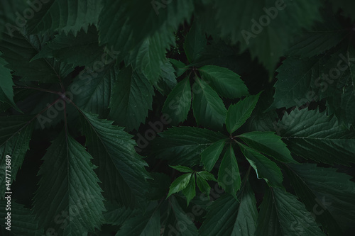 Green leaves with copy space. They are color tone dark.