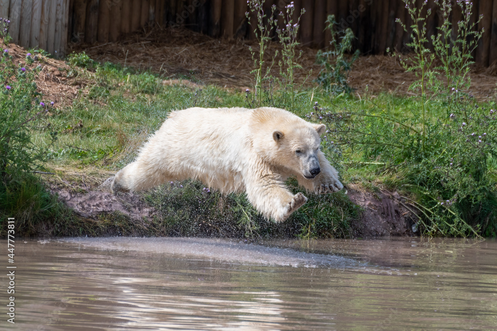 Fototapeta premium Polar Bear Diving onto a Red Ball in Water