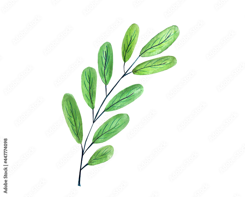 Fototapeta premium watercolor floral illustration green leaf 