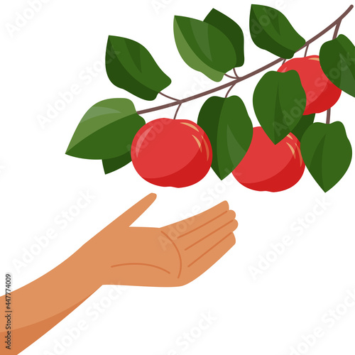 Hand and apple tree branch. Picking apples. Harvesting. Branch with ripe apple isolated on a white background. Vector flat illustration.