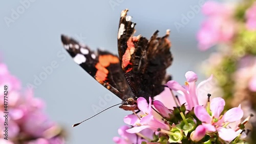 Red Admiral butterfly collecting nectar from the flower of a Viburnum flower in summertime. Footage. photo