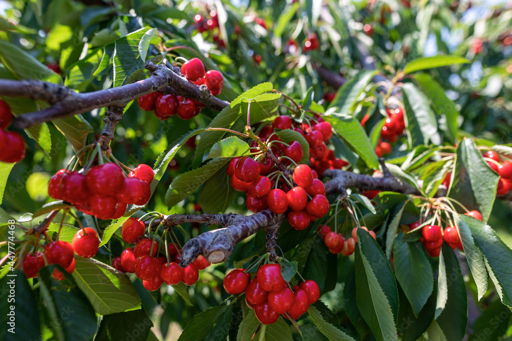 cherry tree branch with ripe large fruits