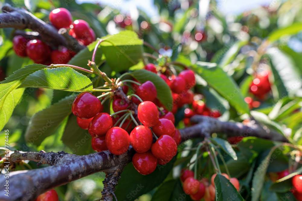 cherry tree branch with ripe large fruits cherry tree branch with ripe large fruits