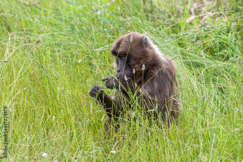 Gelada Monkey Sitting in Tall Grass