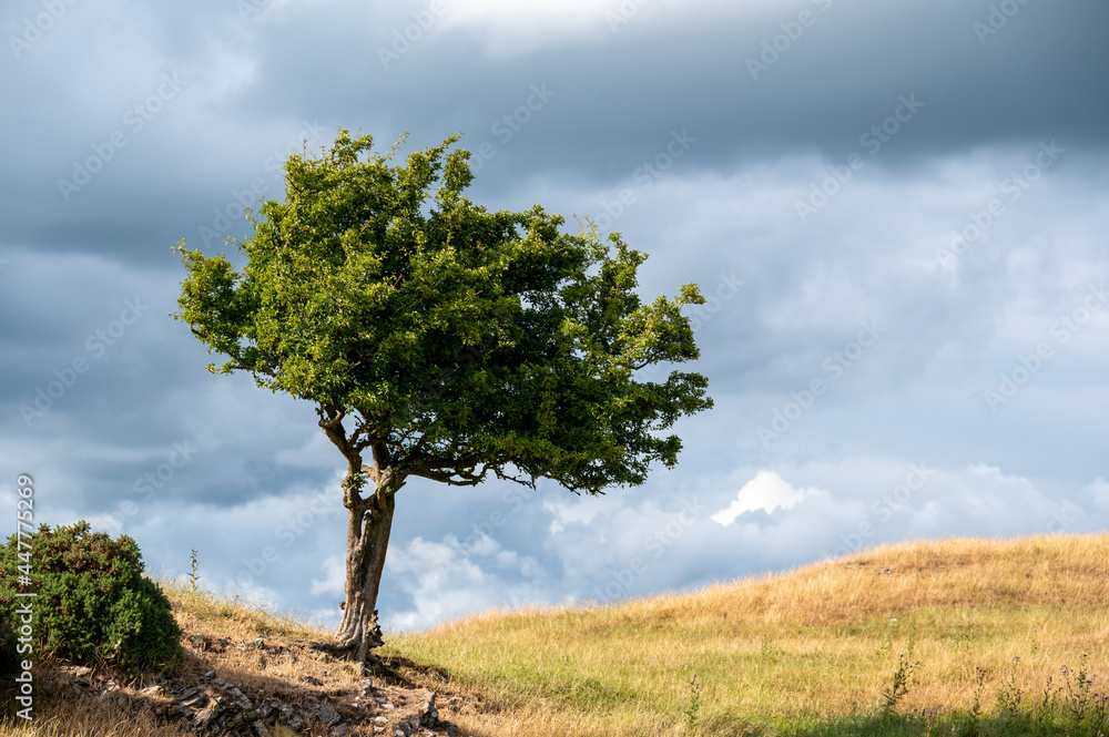 windswept tree
